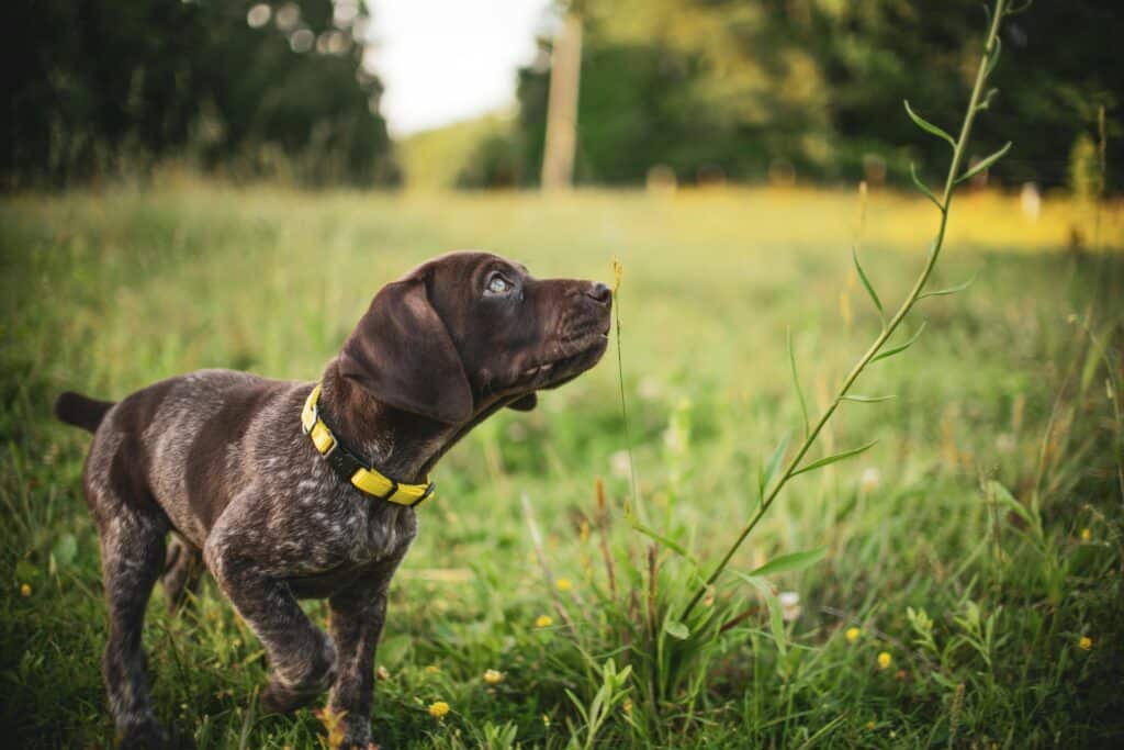 Canine Parvovirus Therapy