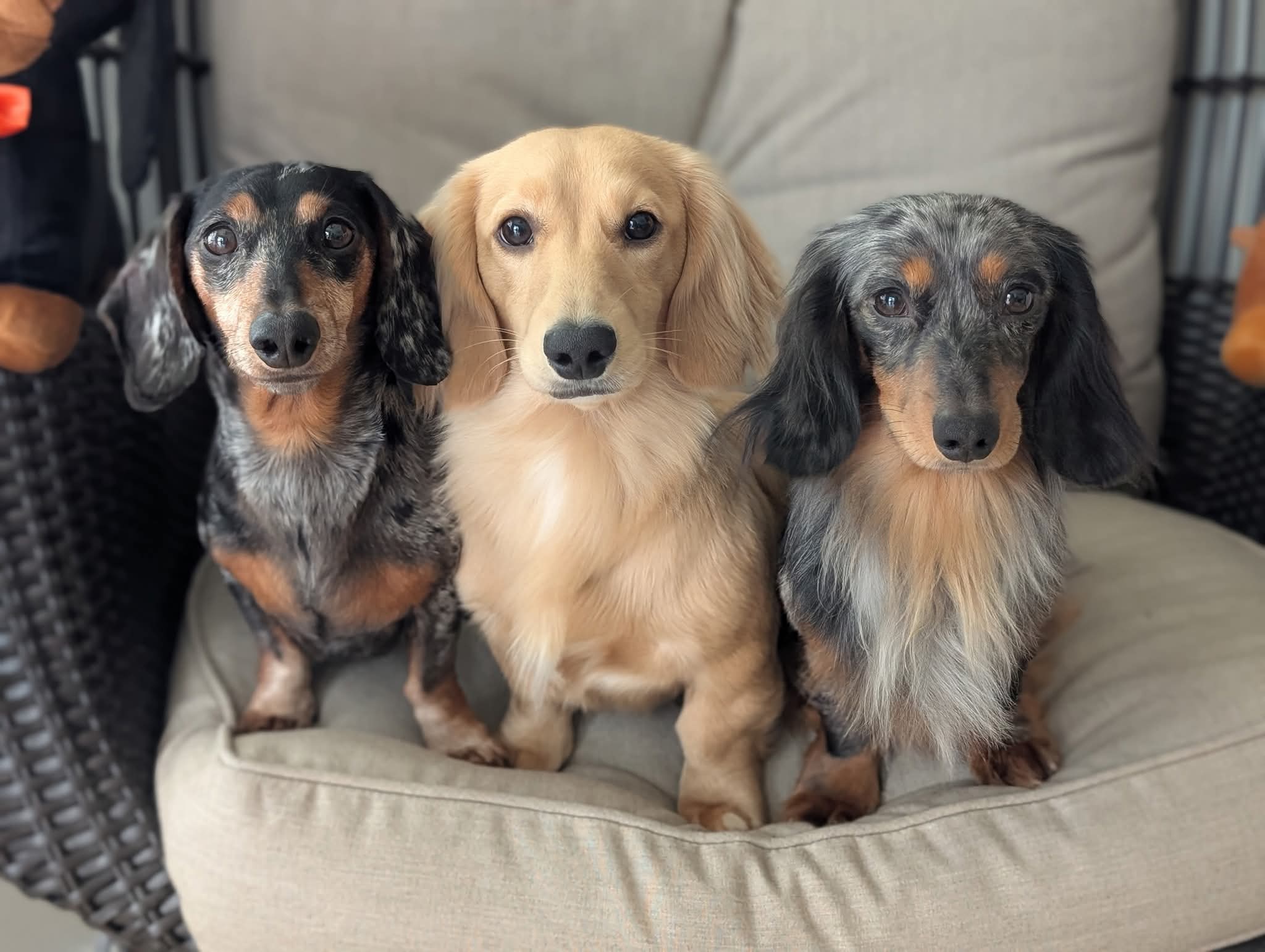Animal Emergency Care Privacy Policy