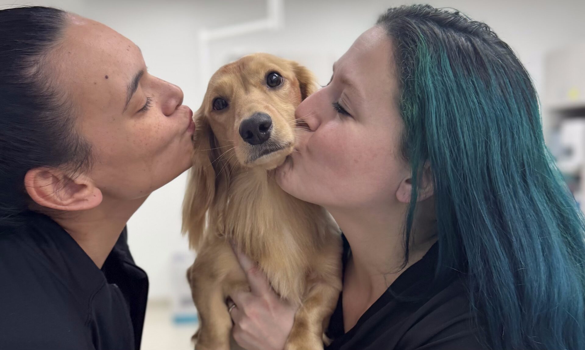 The dedicated team at Animal Emergency Care